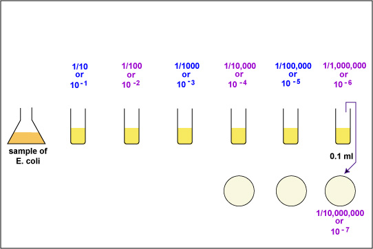 BIOL 230 Lecture Guide Dilutions